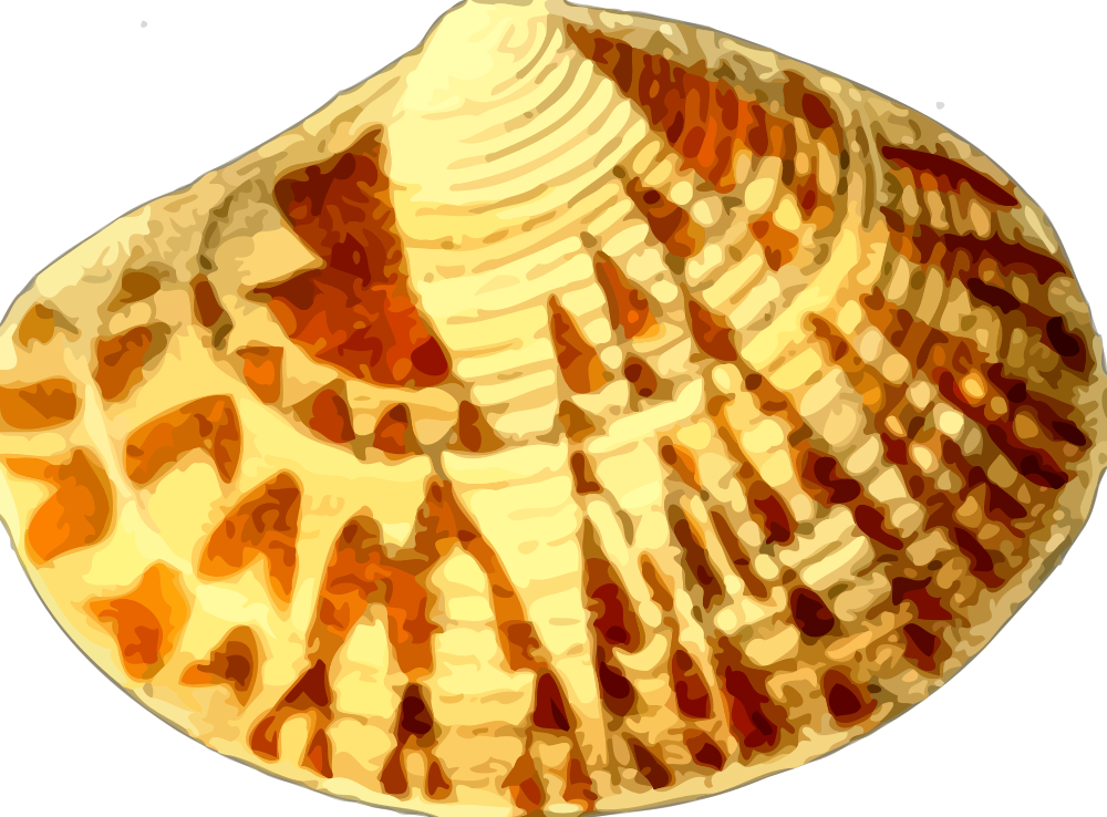 OnlineLabels Clip Art - Sea Shell 20